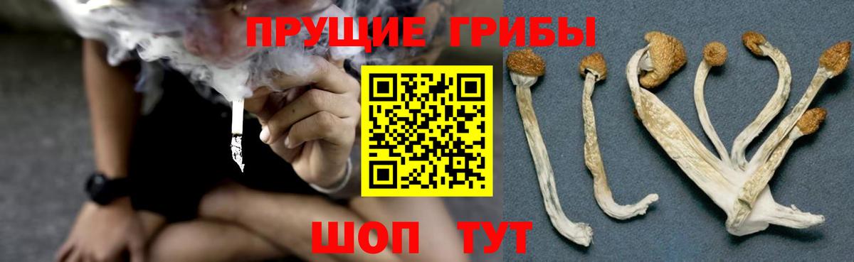 Псилоцибиновые грибы мицелий  Вход с VPN  Избербаш  Галлюциногенные грибы GOLDEN TEACHER 
